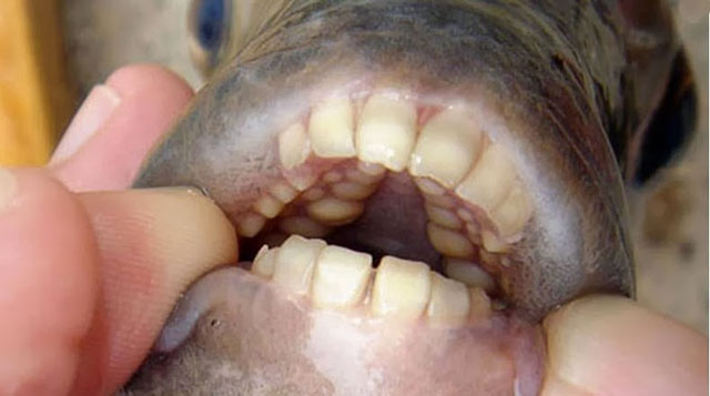 Pacu, el pez con los dientes muy humanos