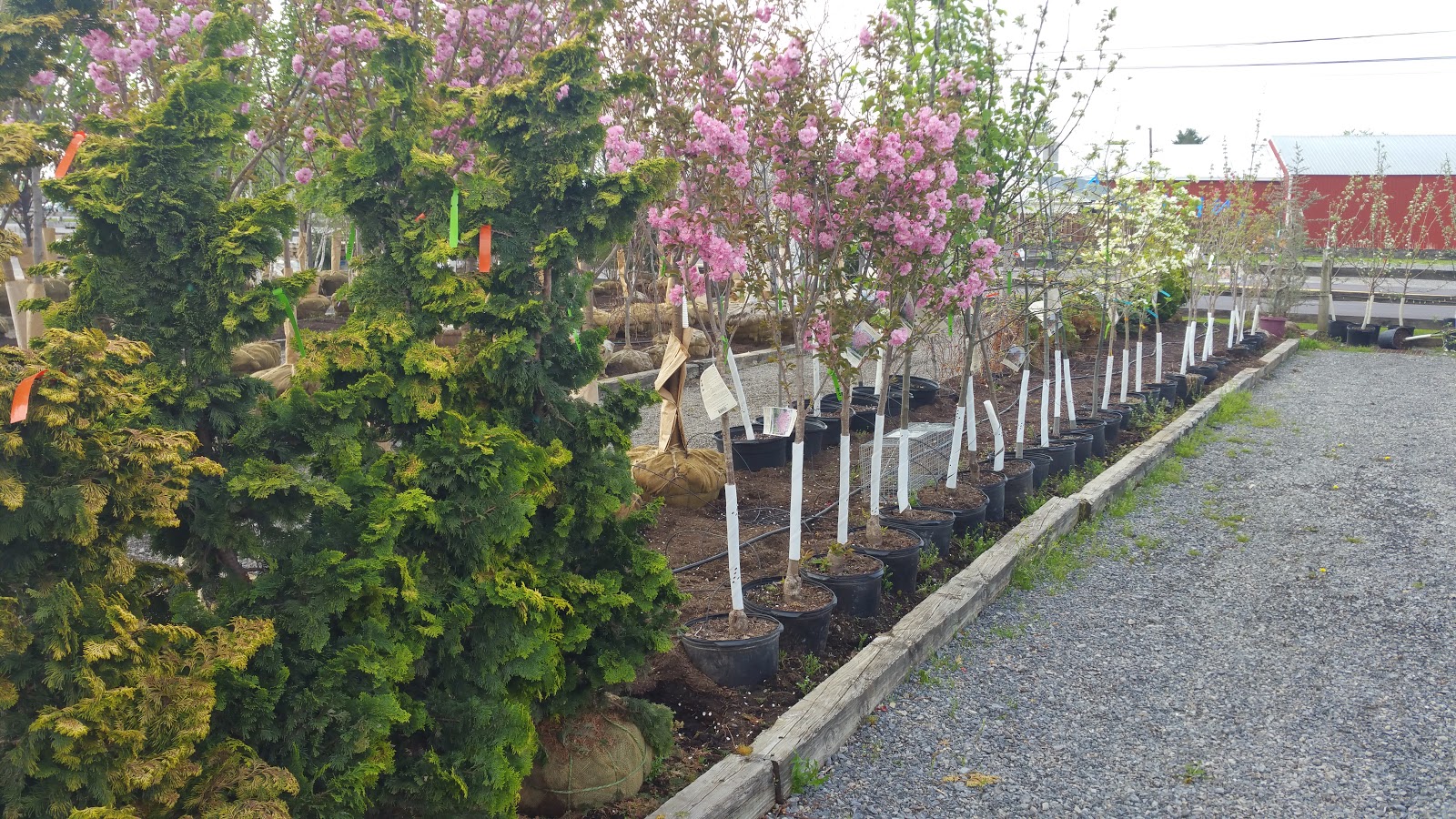 TURBOTVILLE LANDSCAPE AND SUPPLY Trees