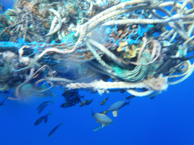 各式各樣的魚類躲在魚網下，一不小心可能也會命喪於此