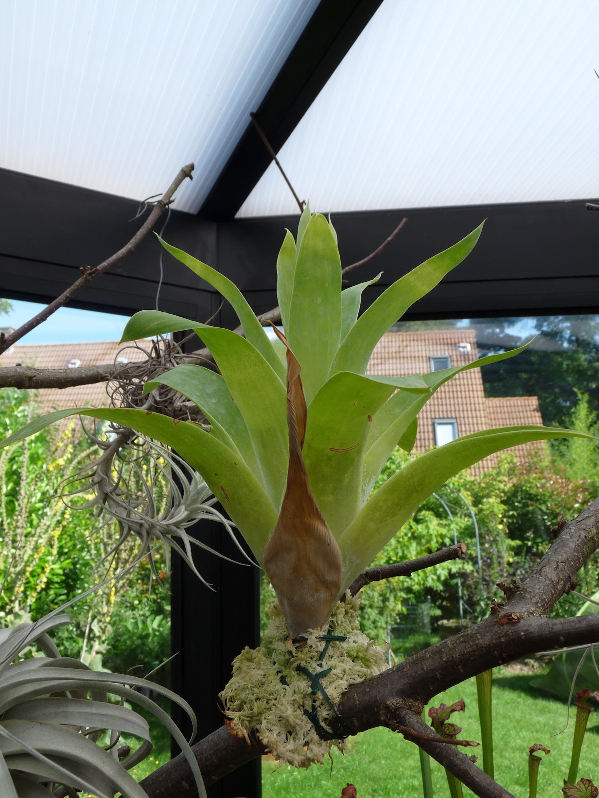 A garden's chronicle Growing Catopsis berteroniana