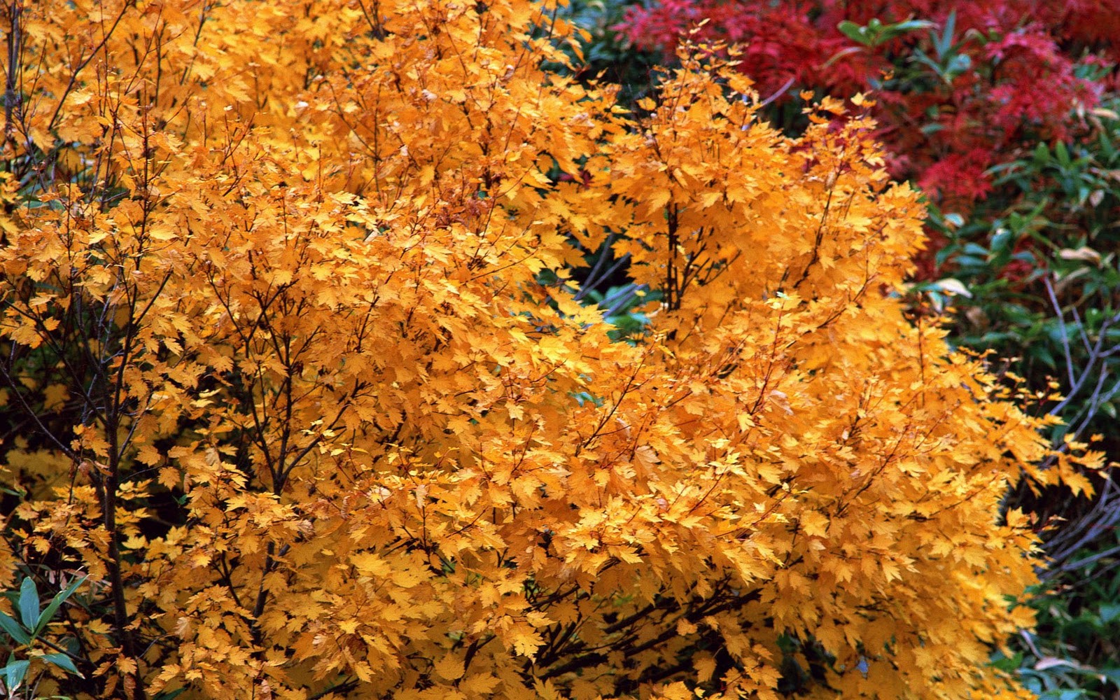 http://1.bp.blogspot.com/-8sJUqVgYnRo/TwH89AnJCgI/AAAAAAAAbWI/UWac8QmMGYY/s1600/Autumn+Trees+HD+Wallpapers+%252830%2529.jpg