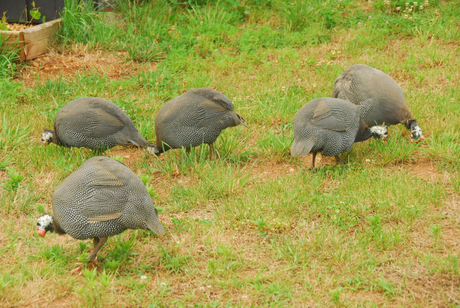 CONCRETE to CHICKENS Guinea Attack!