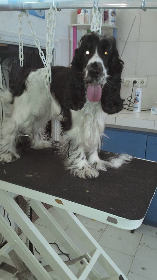 toilettage PILE POIL toilette cocker anglais coupe fantaisie