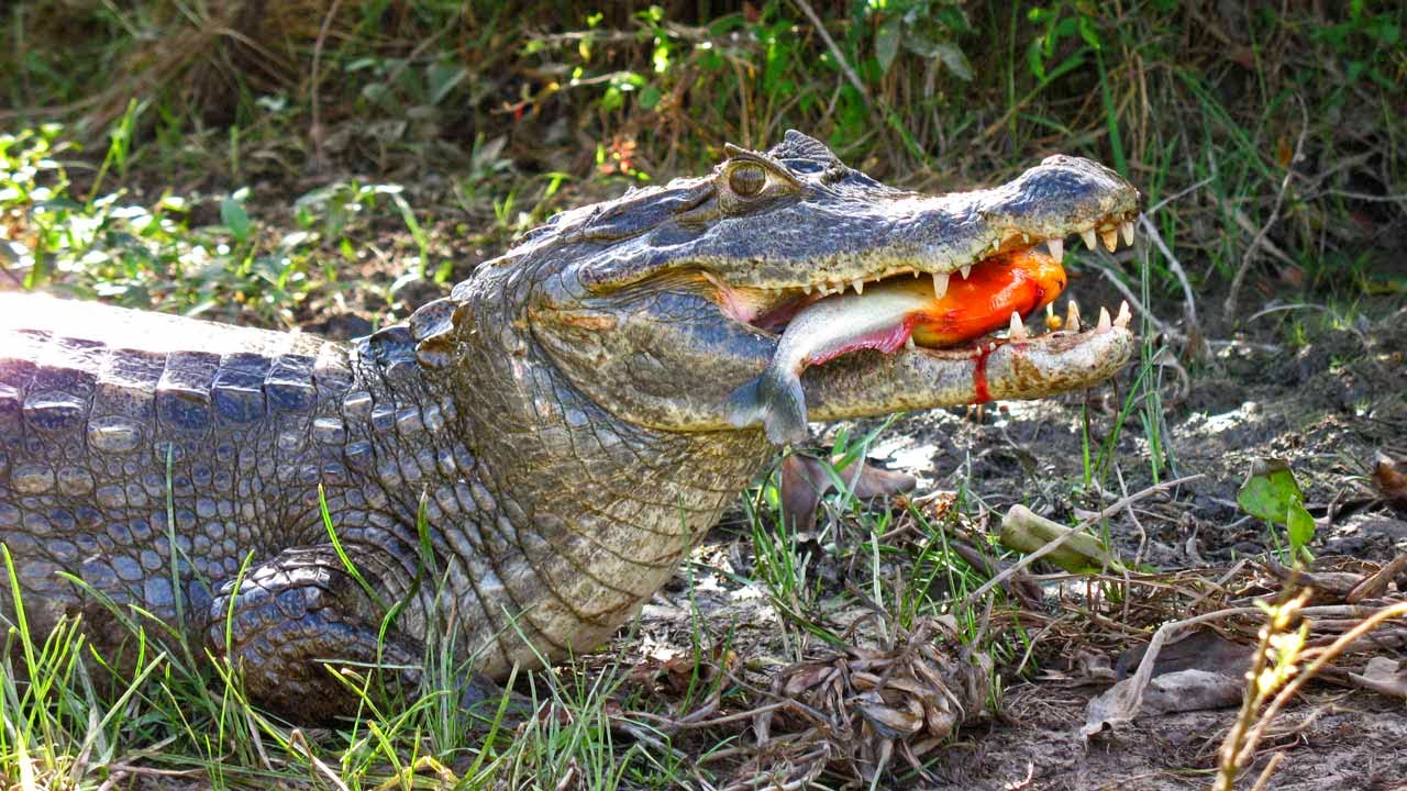 Sabias que Los cocodrilos comen entre 5 y 20 de su peso corporal por