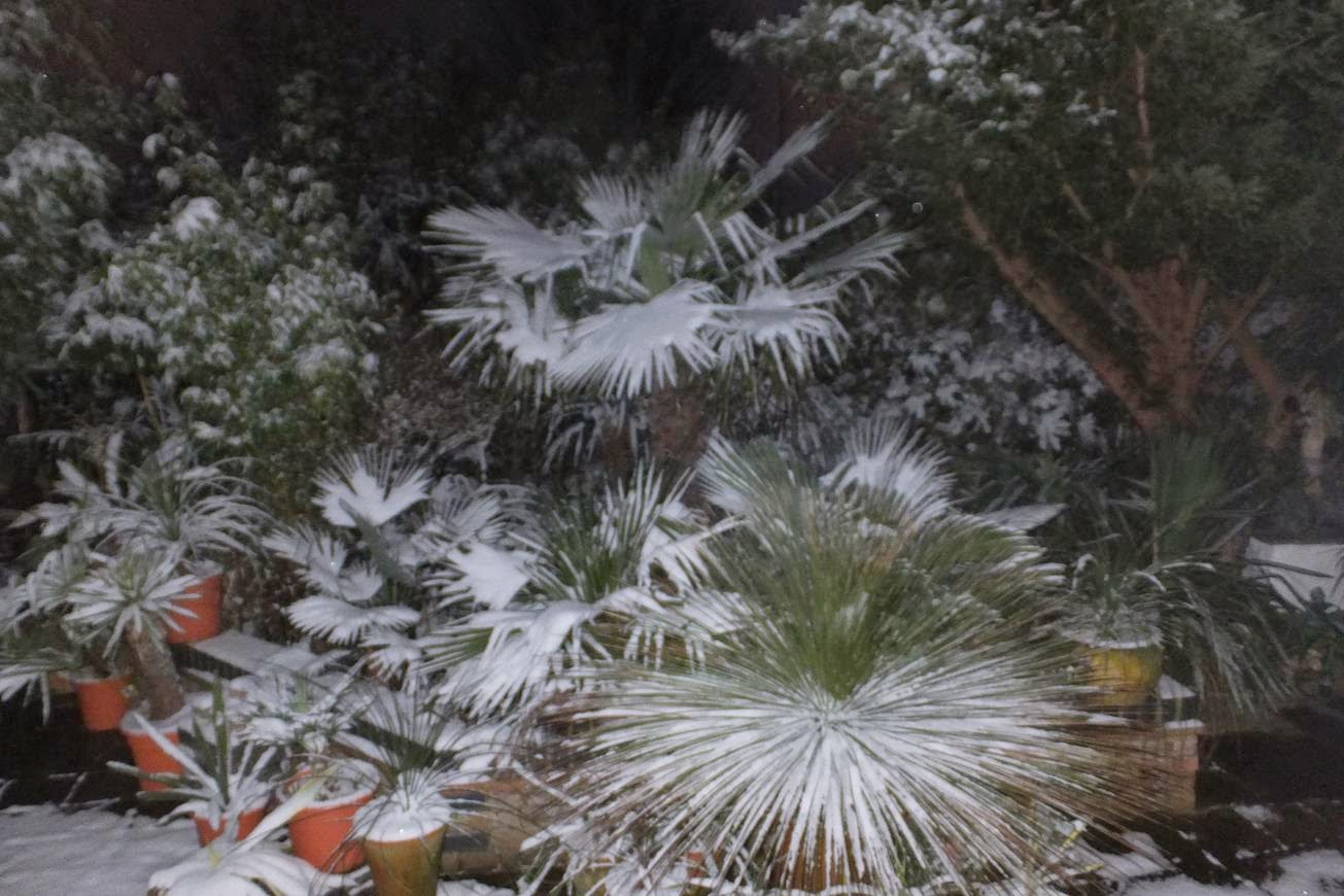 Future Plants By Randy Stewart Nandina