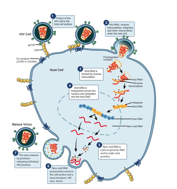 Percutaneous Needle Stick