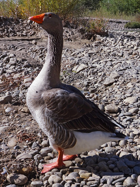 guadalquivir, río, lecho seco, puente romano, córdoba, españa, turismo, pasear, ribera, molino San Antonio, patos, gansos, ganso, oca, ansar, pato, malvasias, rocas, piedras