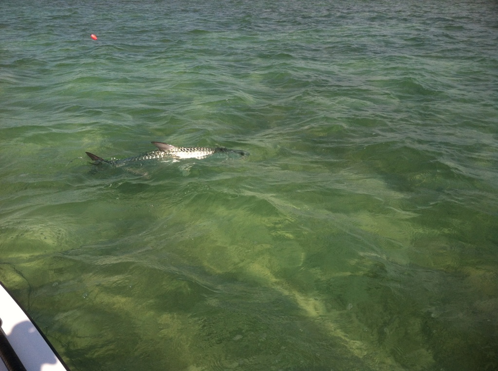 black point flat tarpon fishing black point flat tarpon fishing