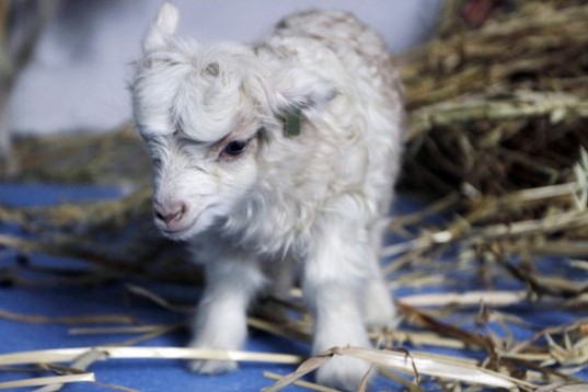 Himalayan Baby