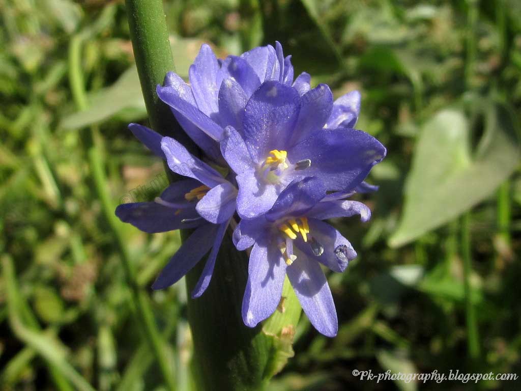 koi-pond-perennial-plants-pickerelweed