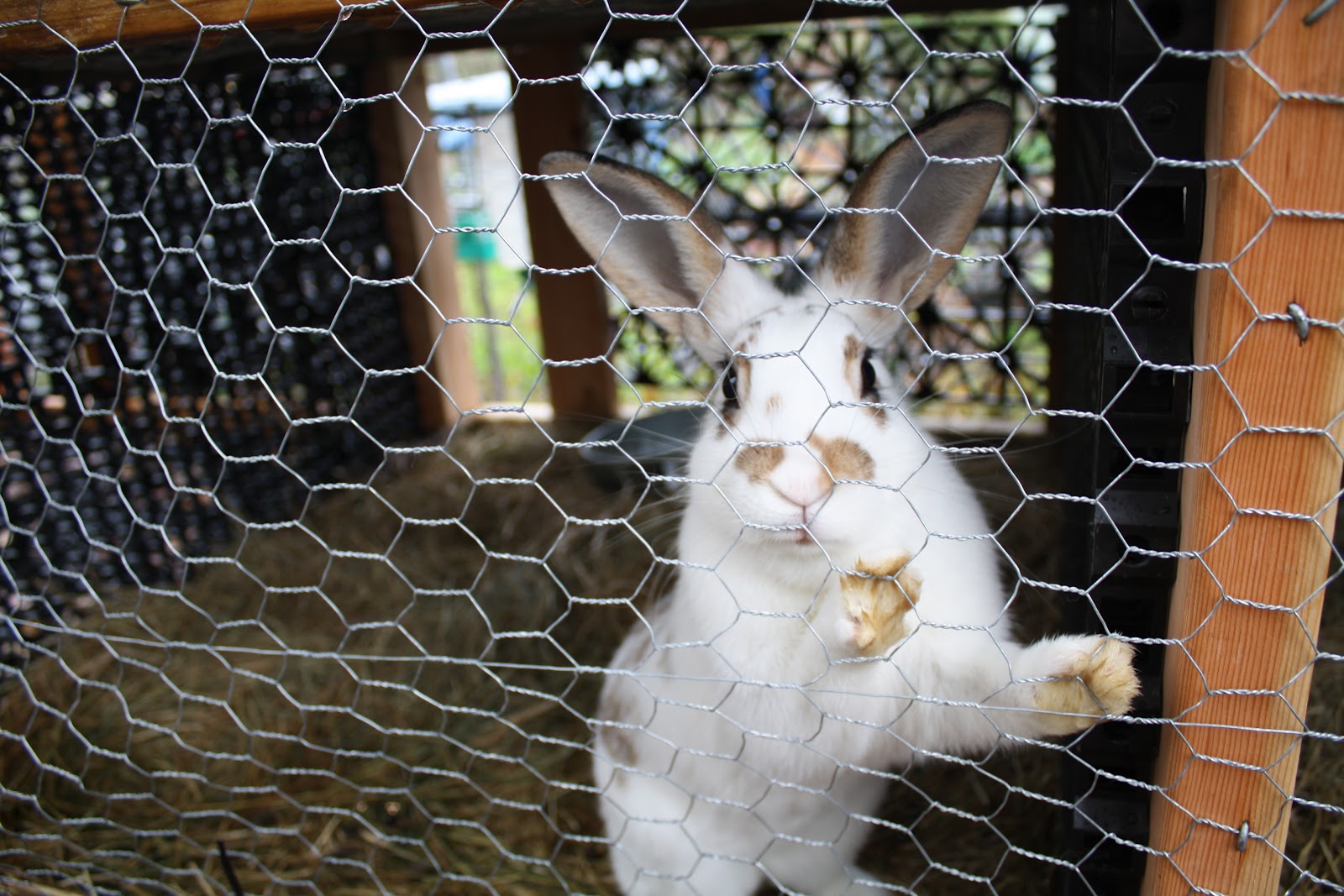Kevin Songer Rabbit on a Stick, Green Roofs, Fresh Fertilizer