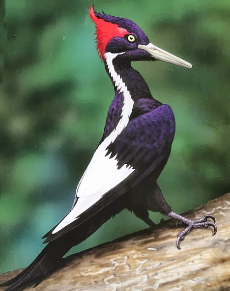 World Beautiful Birds : The Woodpeckers Birds | Interesting Facts
