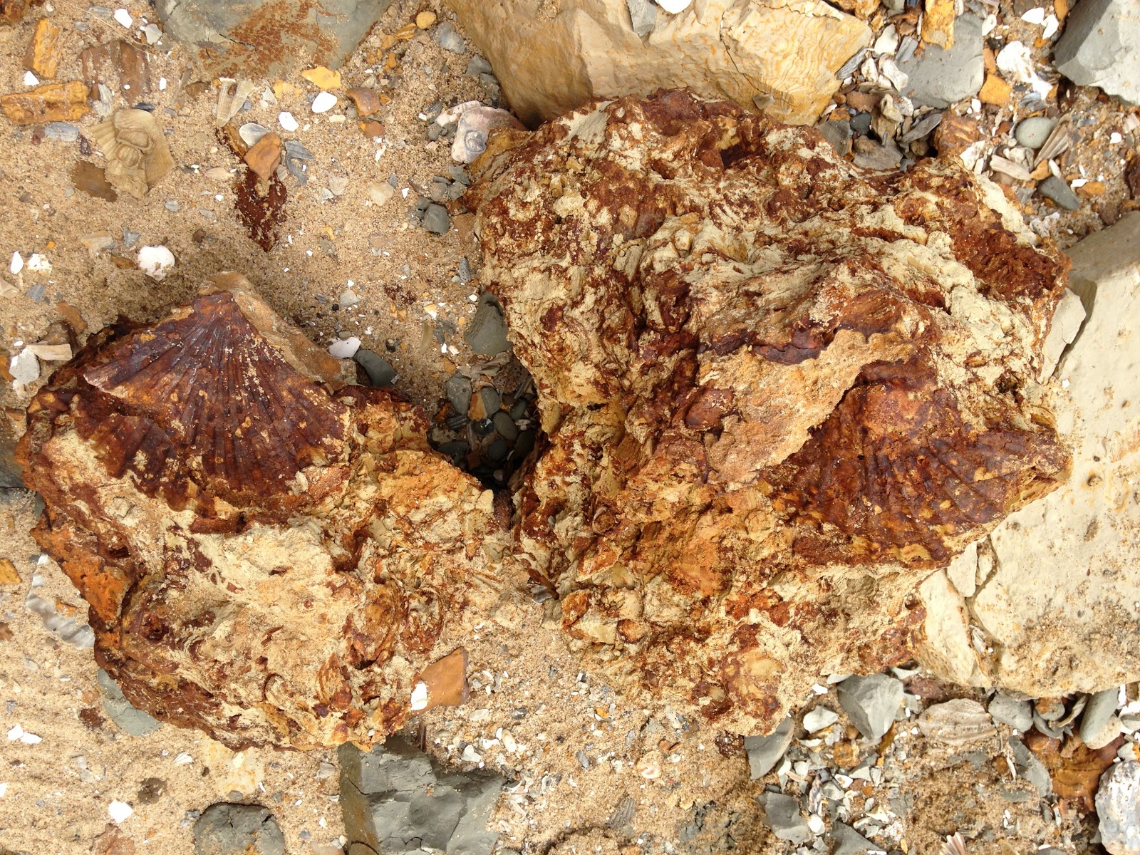 Chasing Glaciers Fossil Hunting at Calvert Cliffs State Park