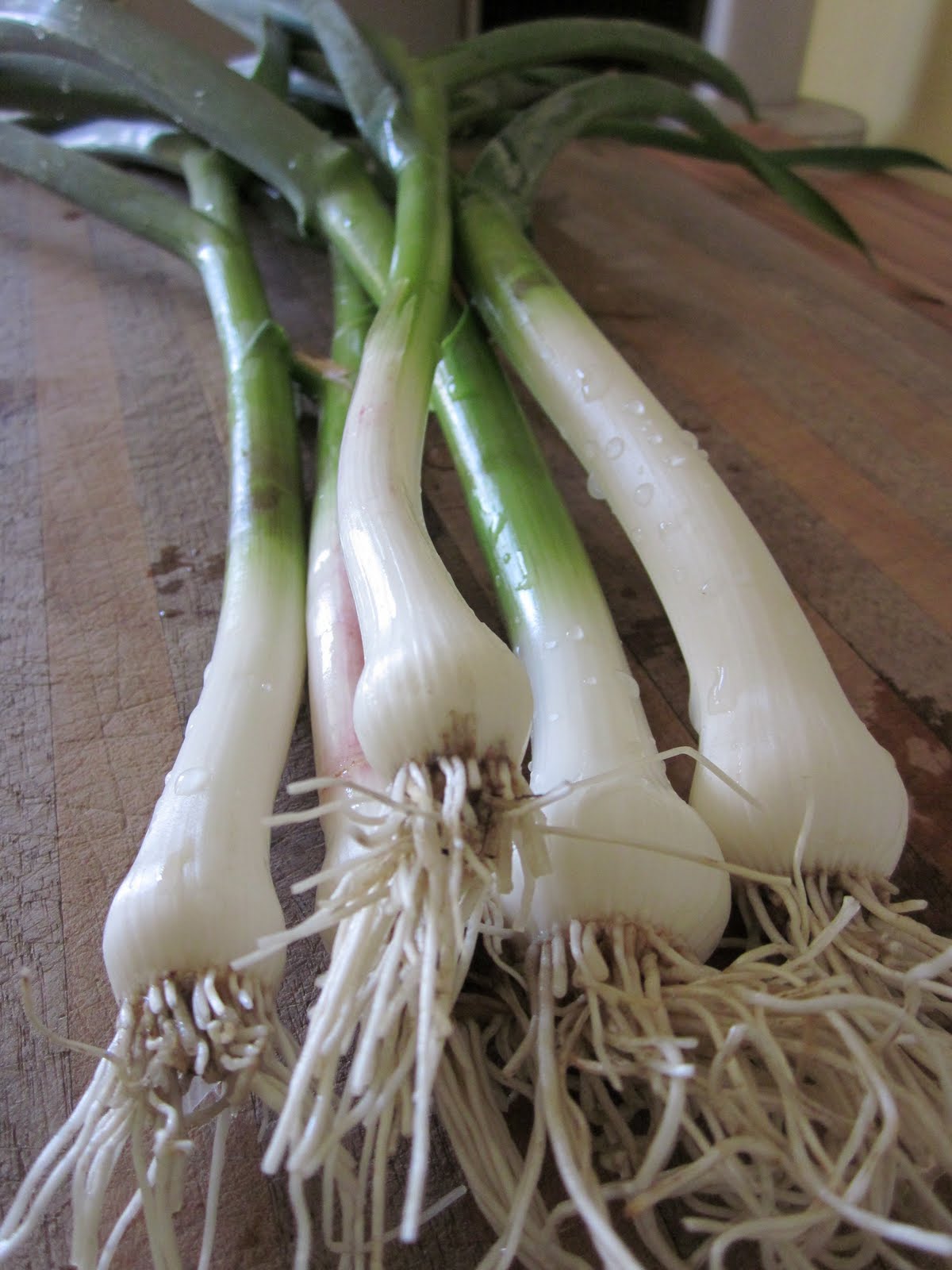 green garlic goodness Stout Oak Farm