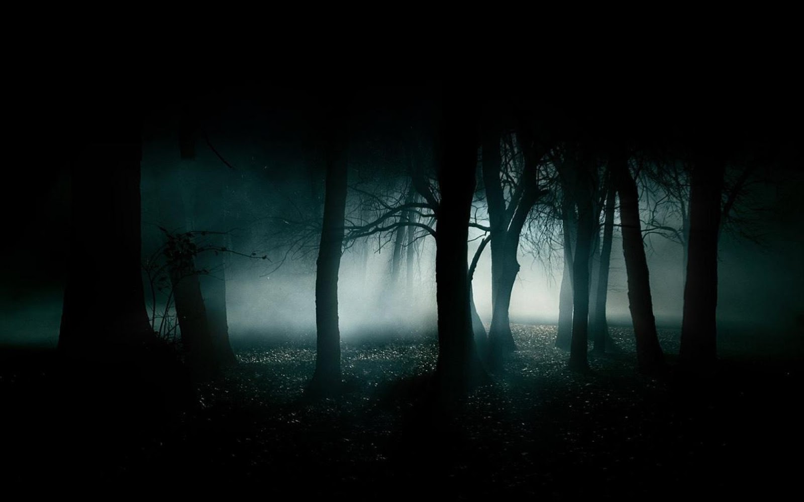 ... The fog would permeate the forests and gave them an odd mystical feel