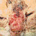 Penyakit Jamur Cryptococcus pada Kucing dan Hewan Lain