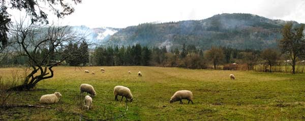 Sheep in pasture