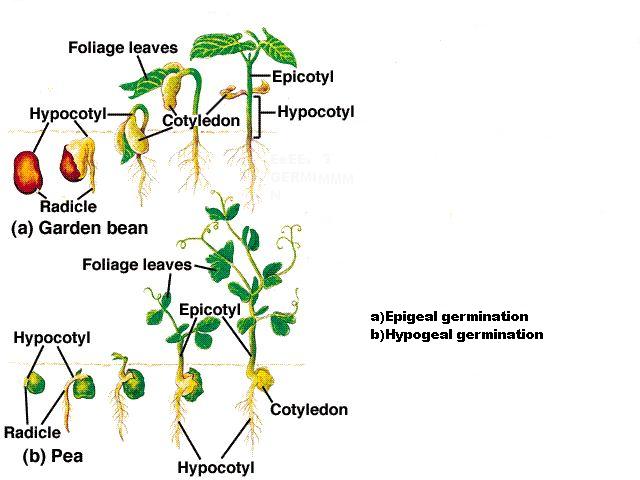 Praktikum Perkecambahan Biologi Kita