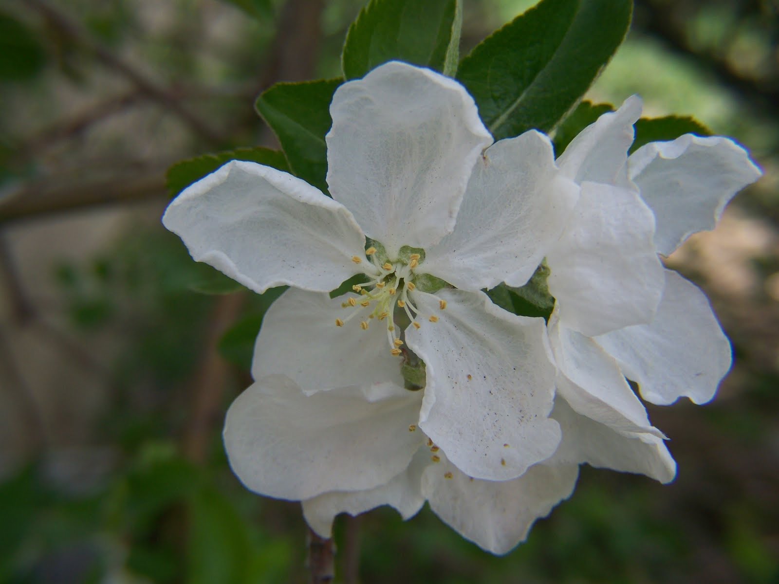 Gardening and Flowers Apple Flower Blossoms