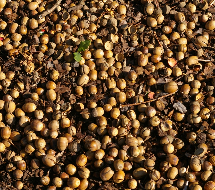 John Grimshaw's Garden Diary October 2011