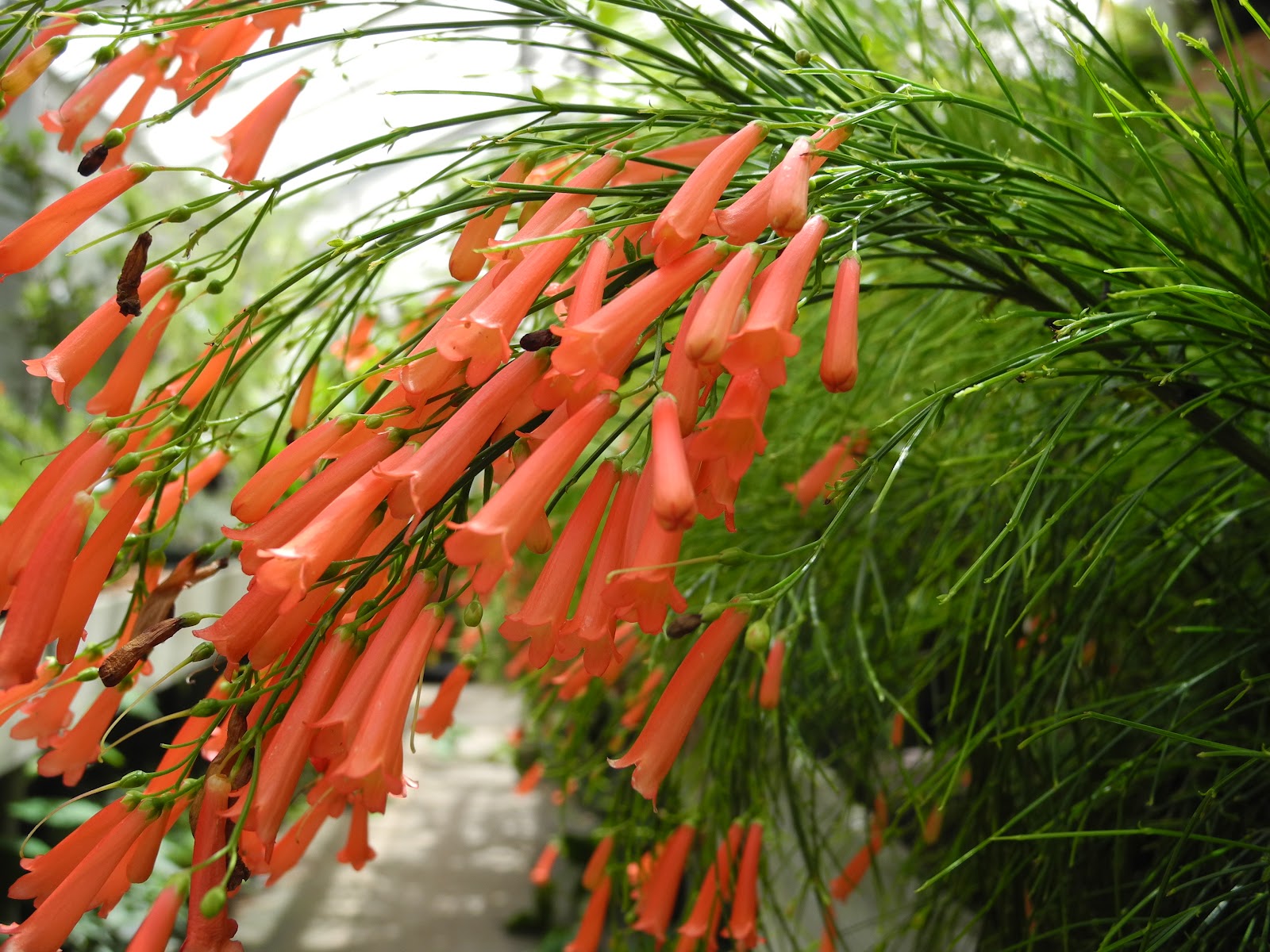 The Phytophactor Friday Fabulous Flower Coral plant