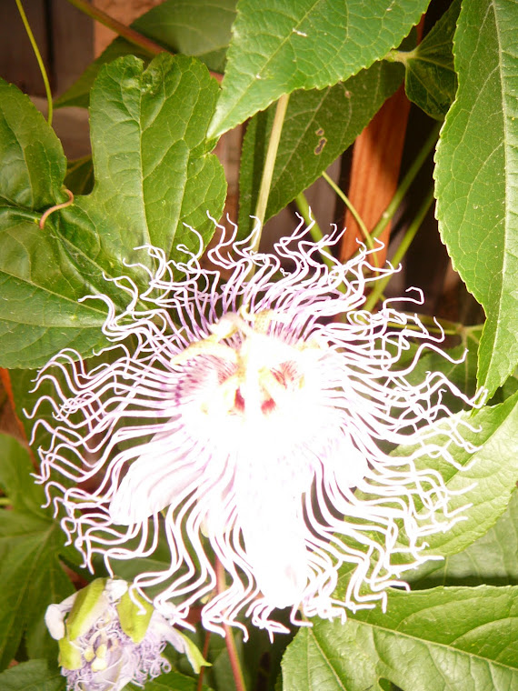 passion flower outside my front door