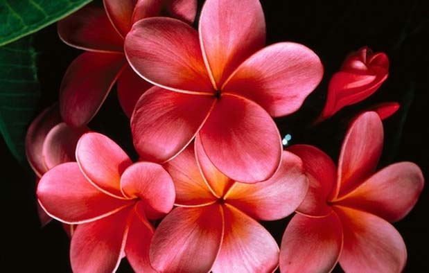 perbaikan gambar bunga