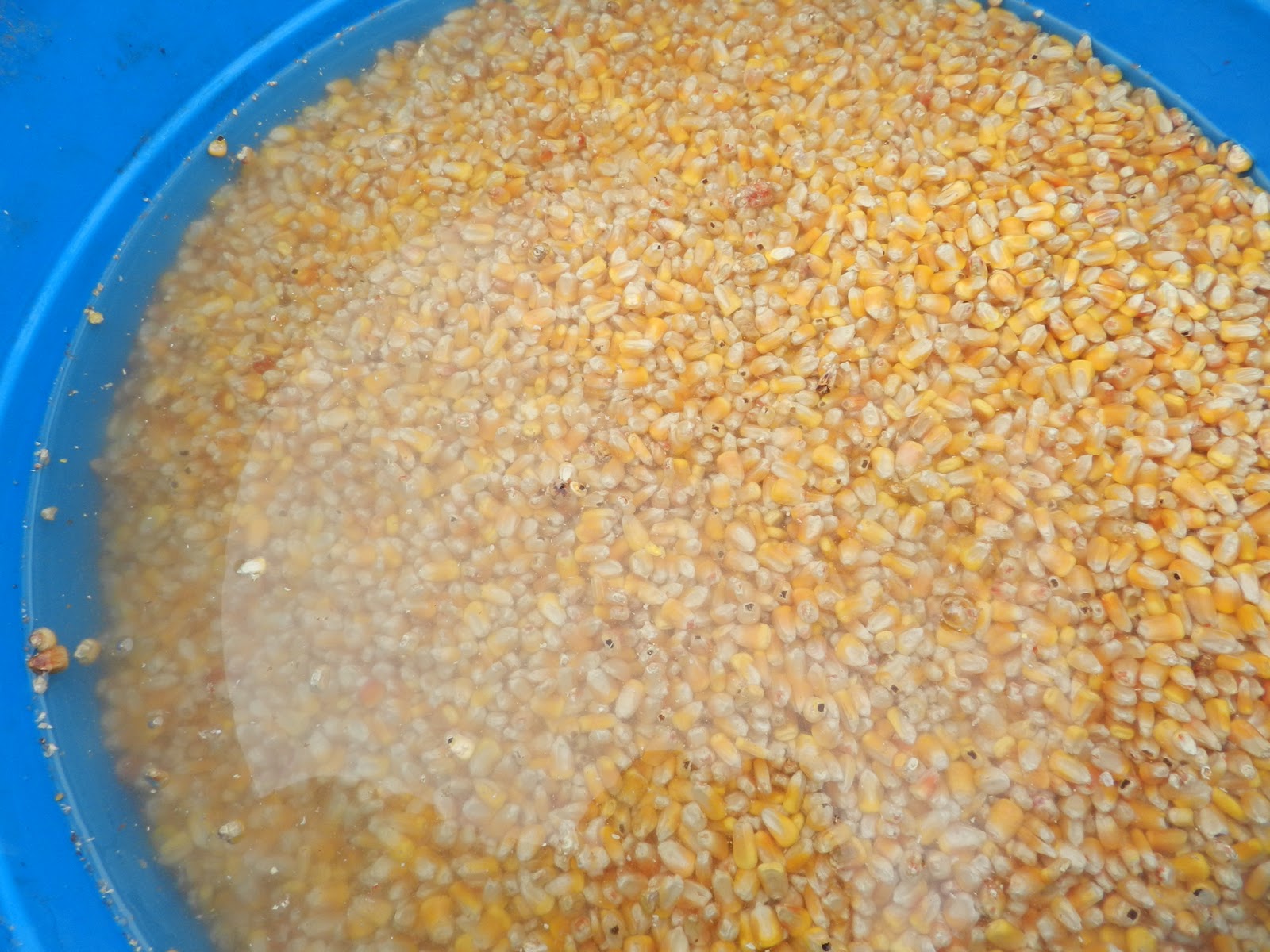 Soaking Corn for Livestock Feed
