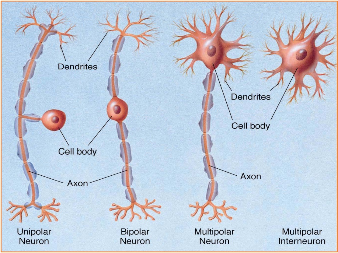 unipolar neuron dendrite unipolar neuron dendrite
