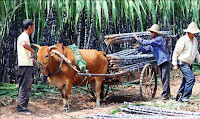 china sugarcane