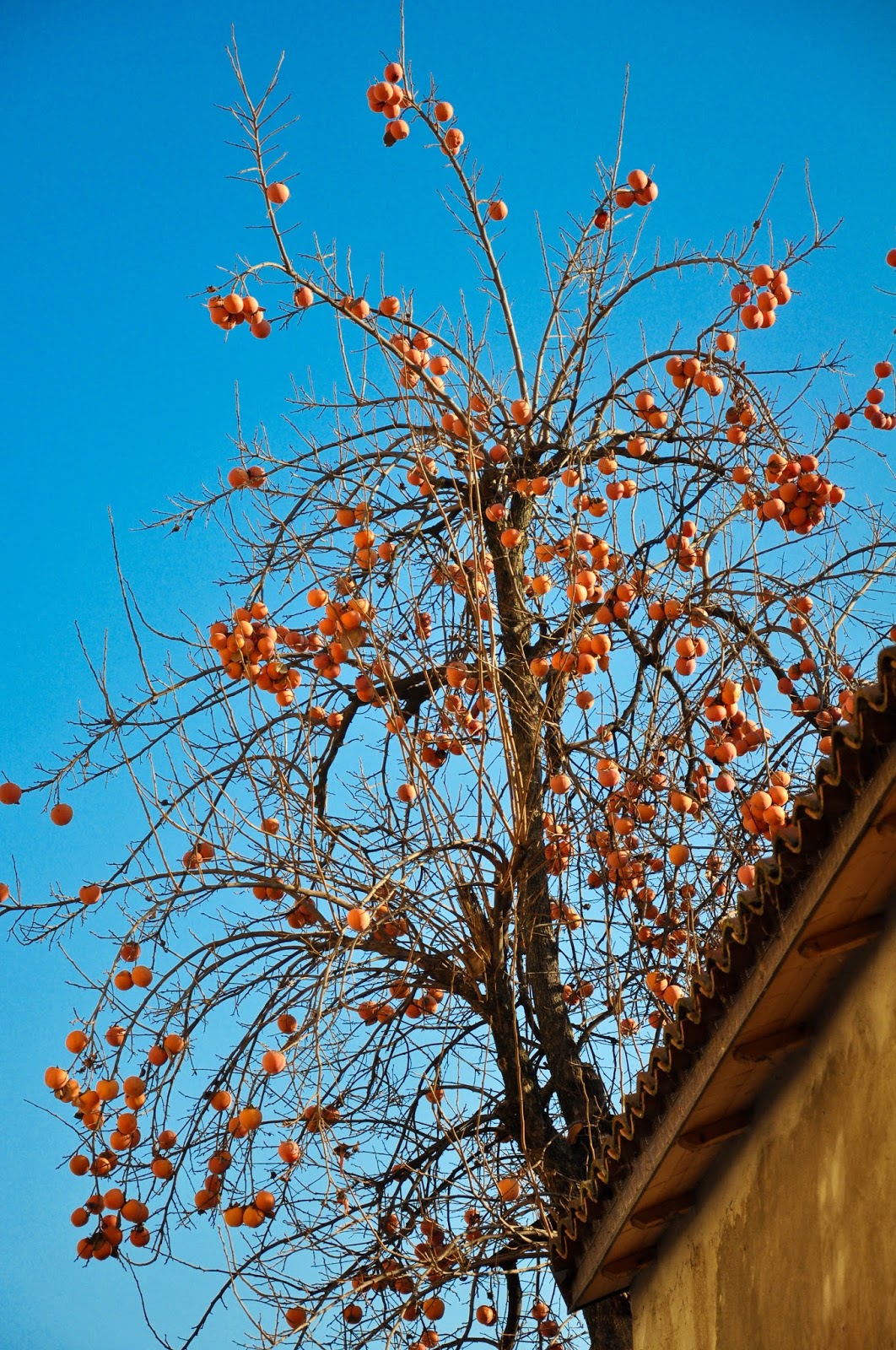 Persimmon tree, Vicenza, Italy