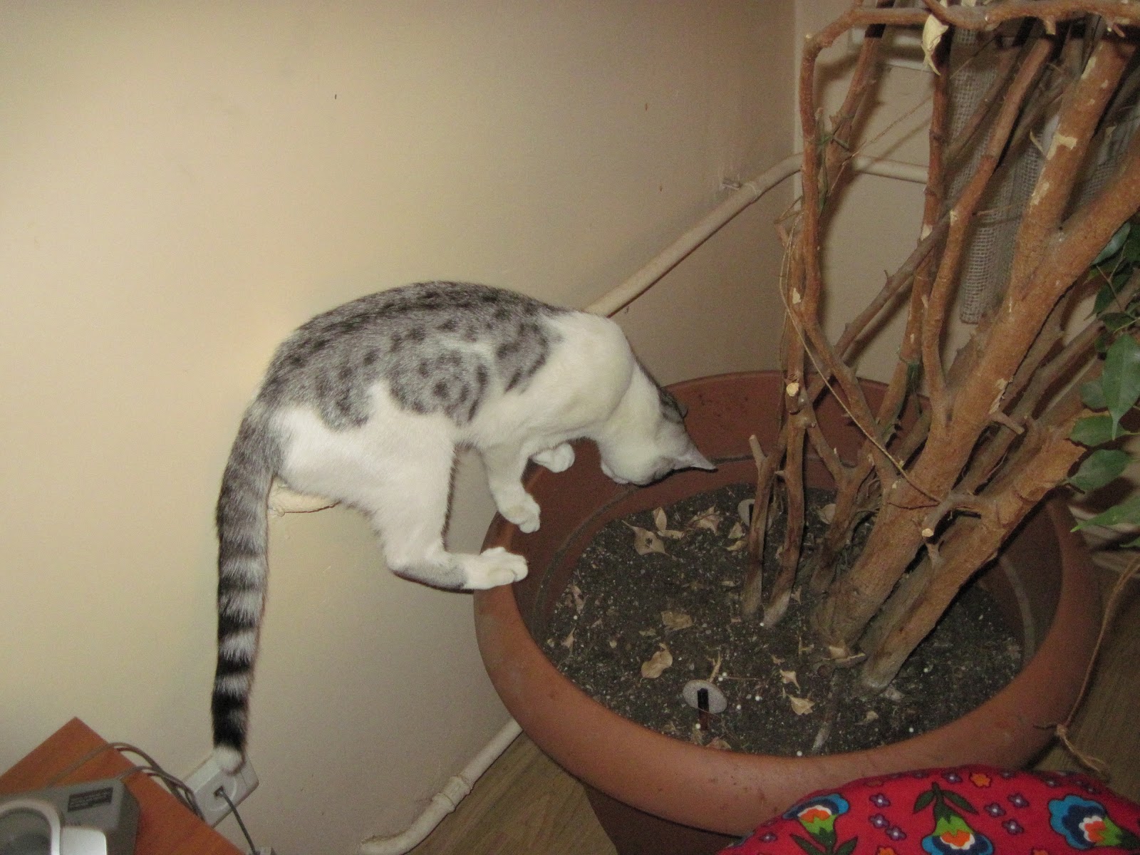 dokuz canlı kedi Ateş Kaptan büyüyor&hellip;