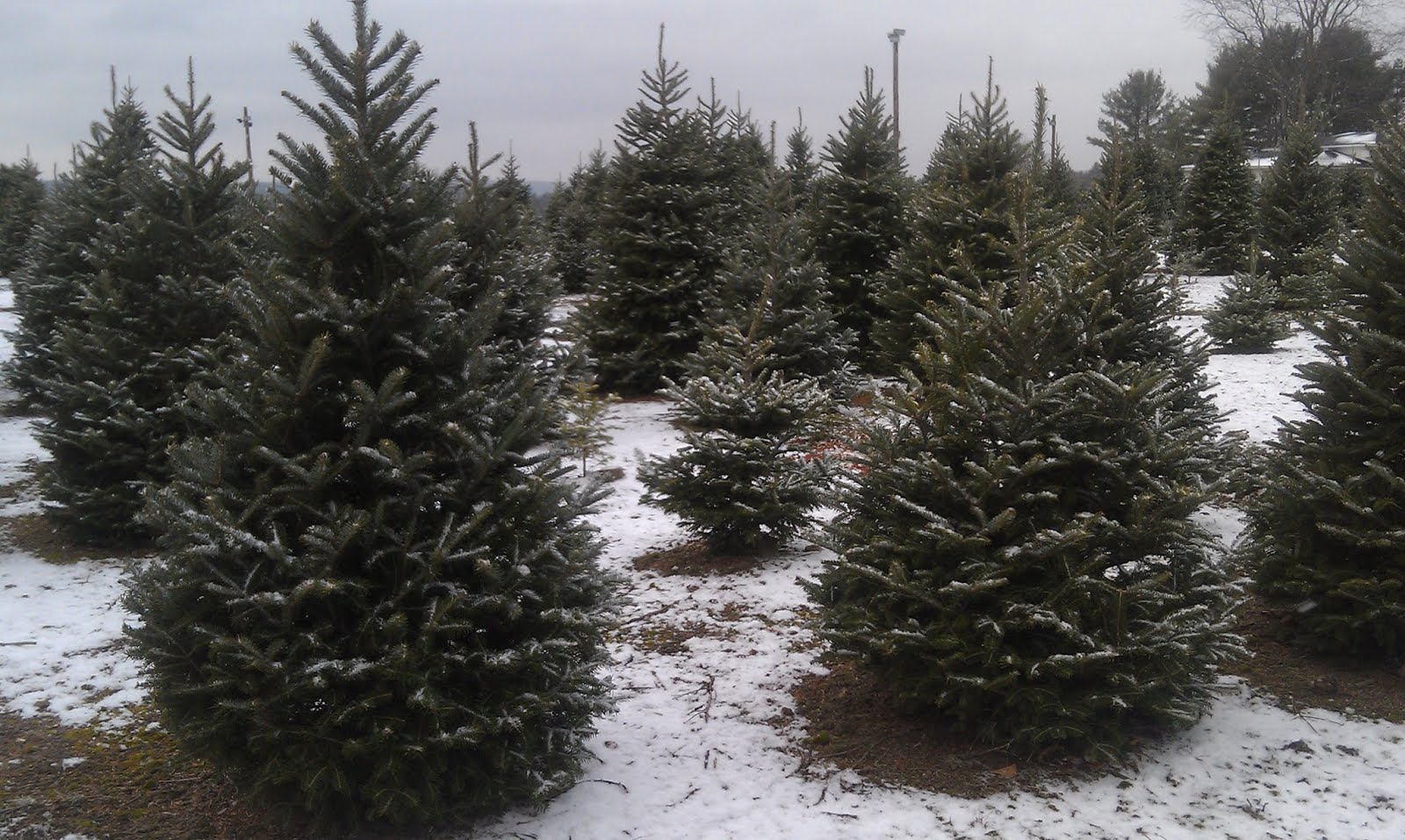 Thriving Nature In Photos Signs of Christmas Coming in the Air