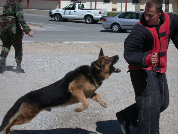 People Make Mistake Of Treating Dogs Like People People Make Mistake Of Treating Dogs Like People