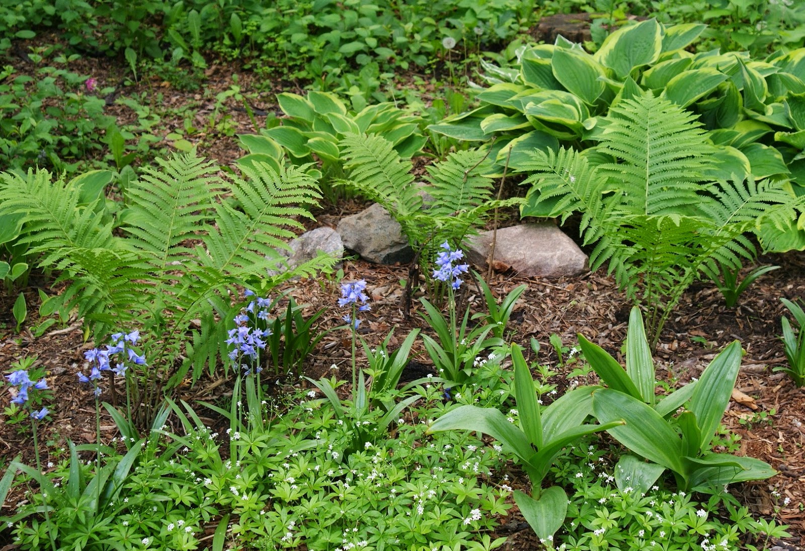 Visit My Garden: Ferns and Hostas