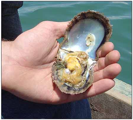 A cultured pearl is created by putting a large bead in the oyster and