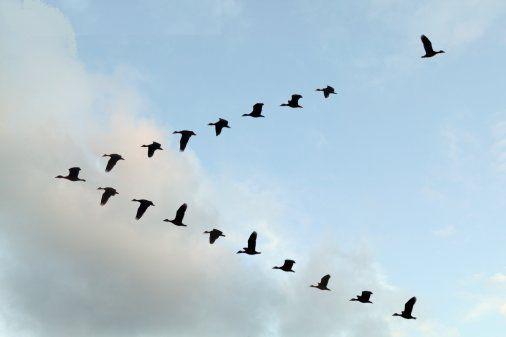 Birds V