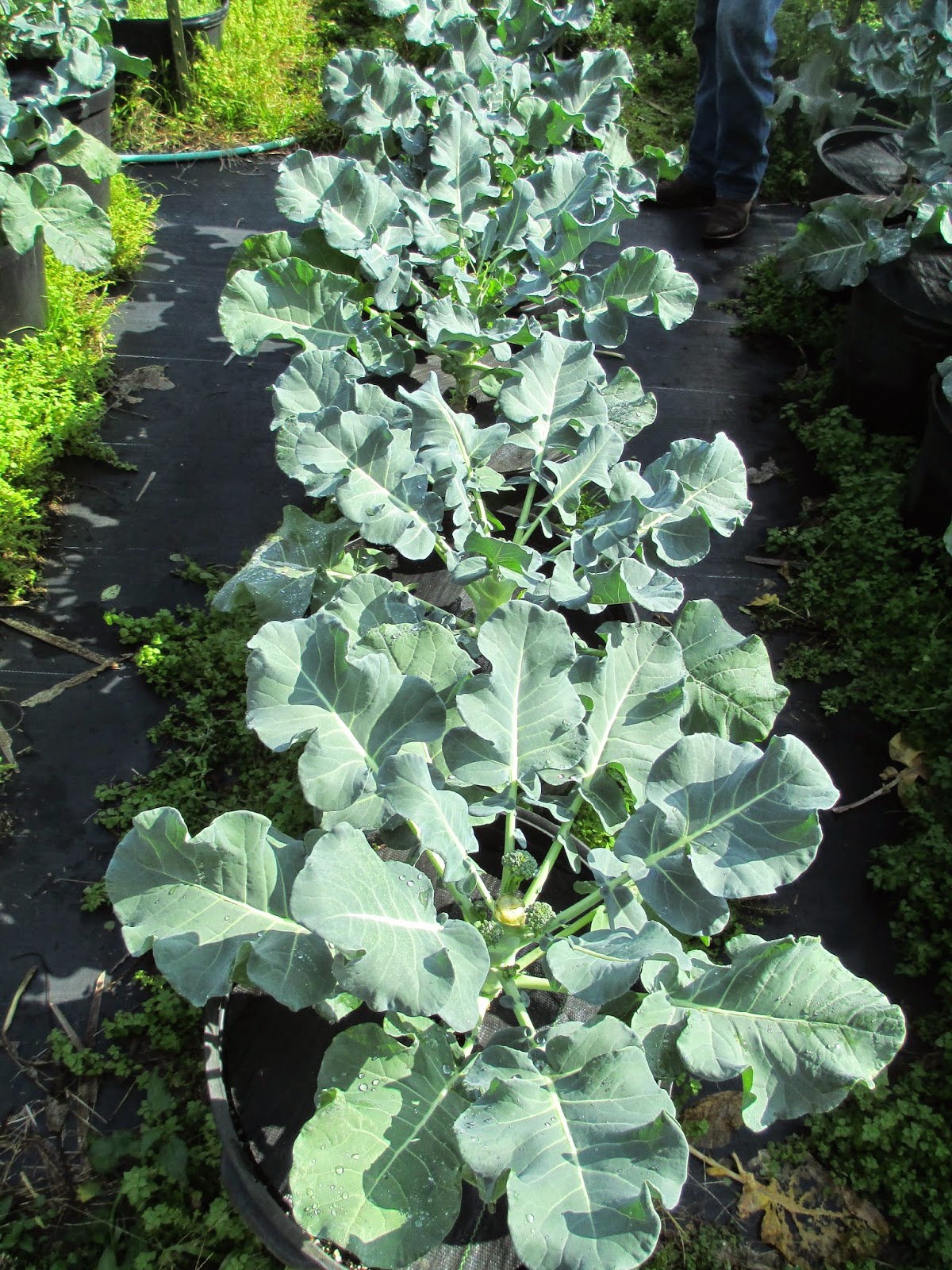 Maple Hill 101 Harvest Time SeriesBroccoli Tips