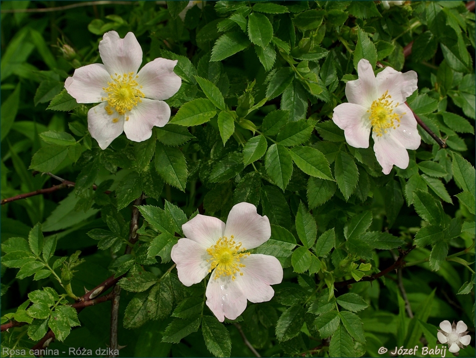 Rosa canina - Róża dzika