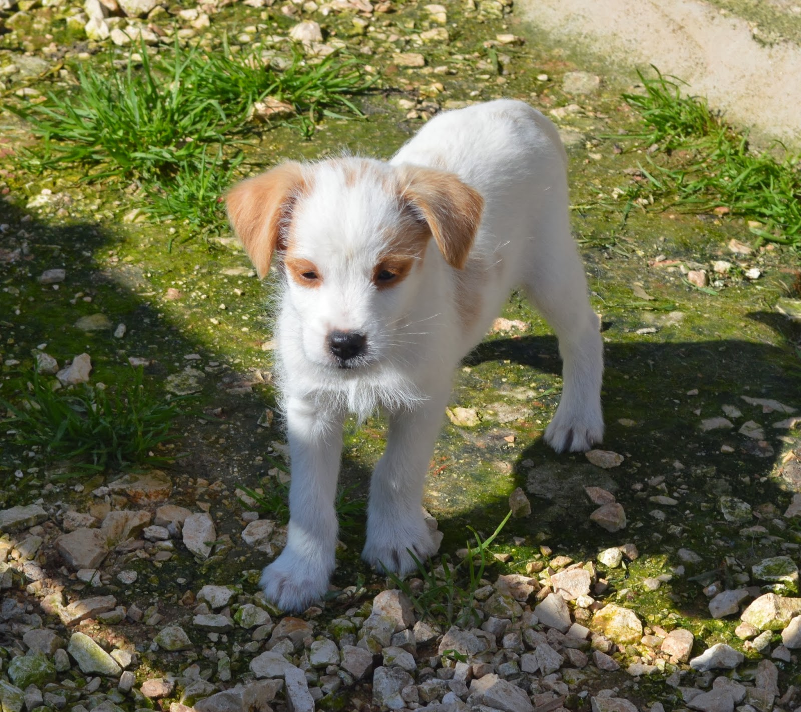 Hunde aus ZentralPortugal adoptieren Unser H"Wurf"