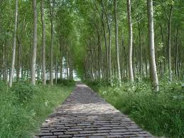 AgroDasos: Ο ΡΟΛΟΣ ΤΩΝ ΔΕΝΤΡΩΝ ΣΤΗ ΠΑΡΑΓΩΓΗ ΟΞΥΓΟΝΟΥ!!!