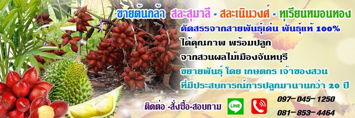 ขายต้น-สละพันธุ์สุมาลีหวาน 100%" จากเจ้าของสวนจันทบุรี 