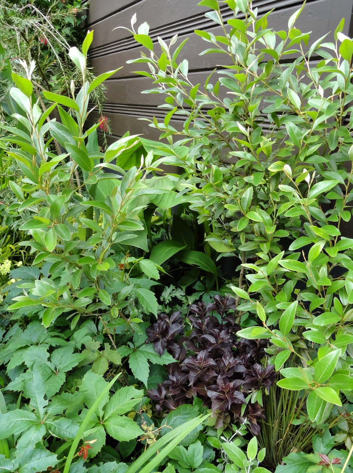 Danger Garden Weigela Florida Dark Horse Is My Favorite Plant