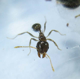 Close up of a Lophomyrmex worker