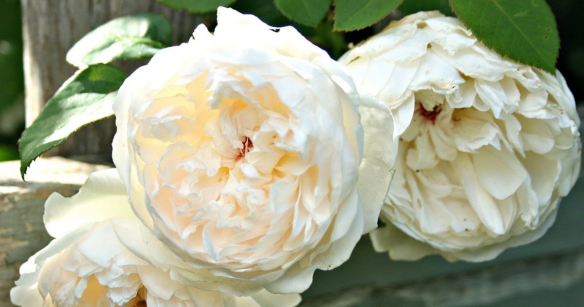 Aiken House & Gardens Roses and Such!