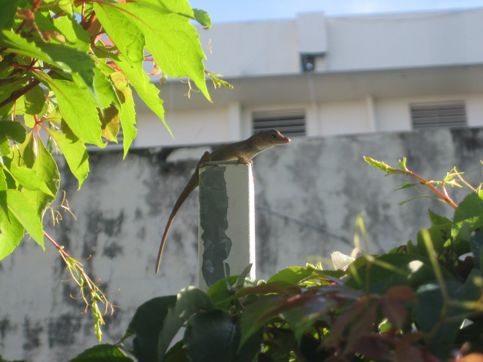 Anolis lizard ready for the bees visiting Antigonon leptopus