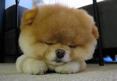 Blogger Creativitas Boo Anjing Pomerian Terlucu Di Dunia