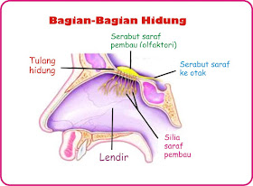 Anatomi Hidung Manusia