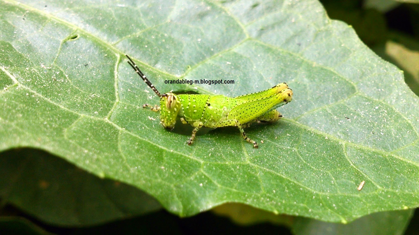 Erek Erek Belalang Lengkap Dengan Kode Alam Dan Angka Jitu