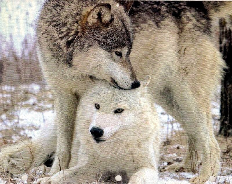 White Wolf : 15 Animal Couples That Prove True Love Exists In The Animal  Kingdom